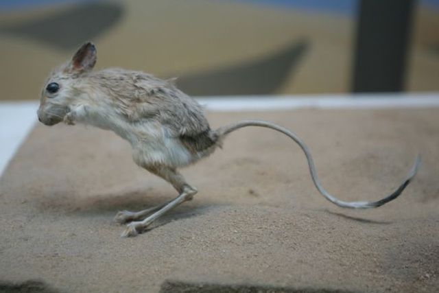 Animal of the day - Jerboa (21 pics + 2 videos)