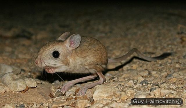 Animal of the day - Jerboa (21 pics + 2 videos)