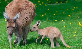 Curiosities and bonus pictures