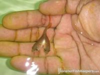 Curiosities and bonus pictures