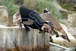 Curiosities and bonus pictures