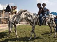 Curiosities and bonus pictures