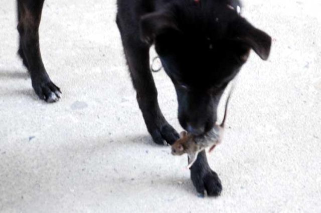 Funny Couple (17 pics)