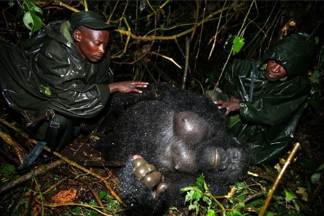 Life, death and money of mafia in the Congo (58 pics)