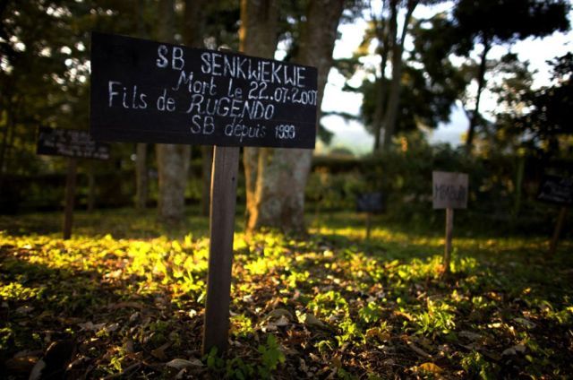 Life, death and money of mafia in the Congo (58 pics)