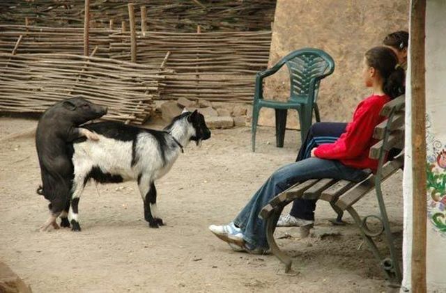 WTF Pictures Compilation. Part 2 (76 pics)