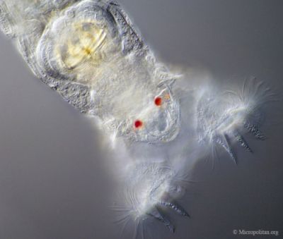 Curiosities and bonus pictures