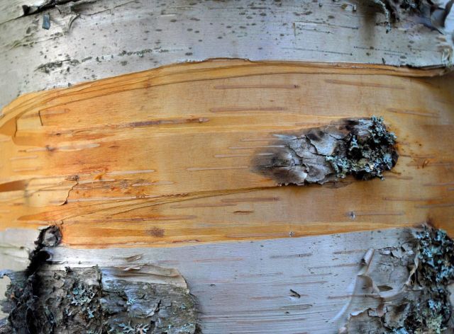 Beautiful Patterns in Nature from National Geographic. Part 2 (78 pics)