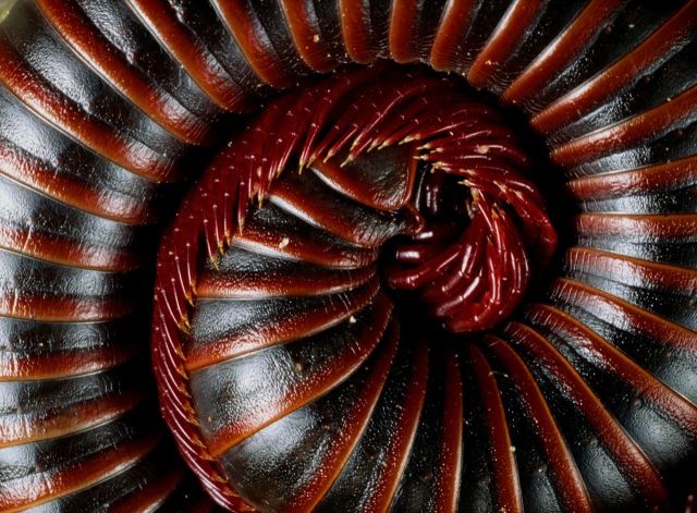 Beautiful Patterns in Nature from National Geographic. Part 2 (78 pics)