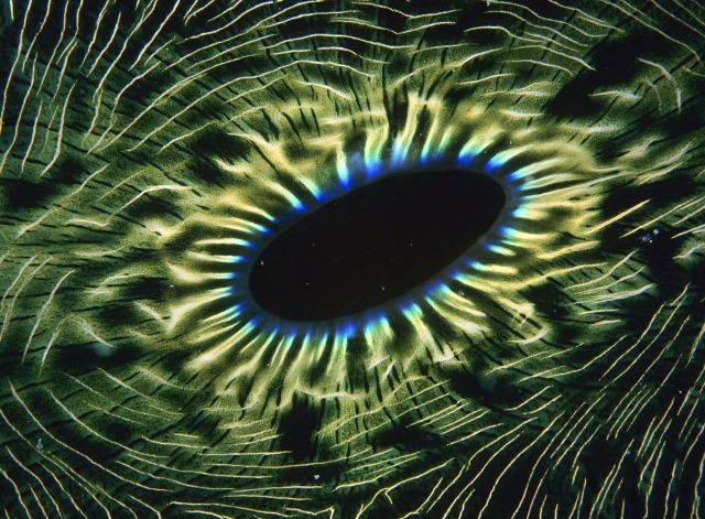 Beautiful Patterns in Nature from National Geographic. Part 2 (78 pics)