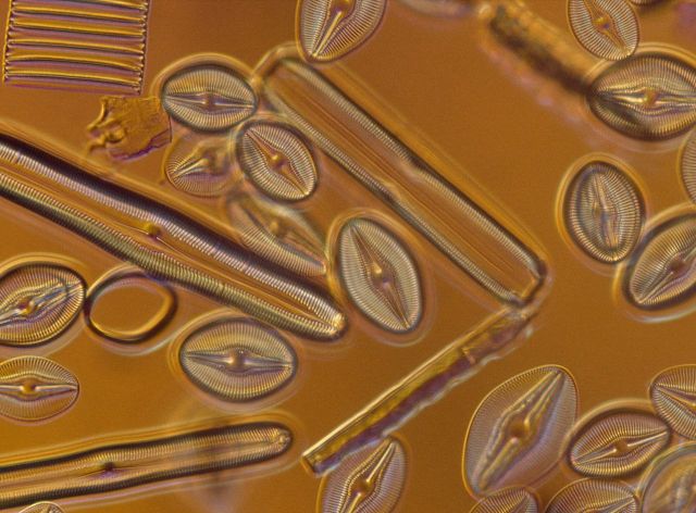 Beautiful Patterns in Nature from National Geographic. Part 2 (78 pics)