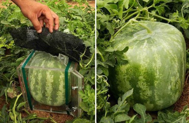 Daily picdump (127 pics)