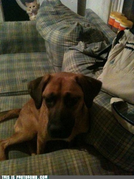 How to Spoil a Photo. Part 7 (48 pics)