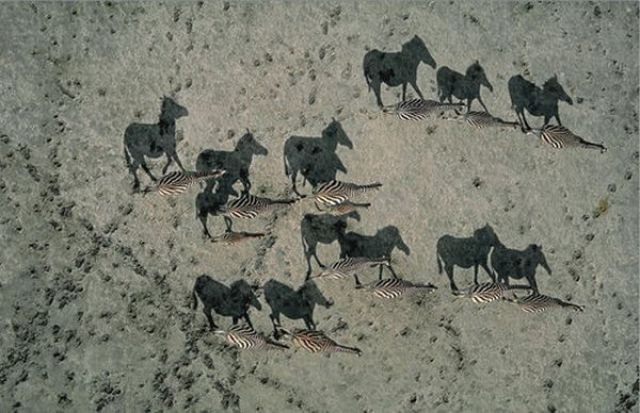 Some Very Creative Shadows