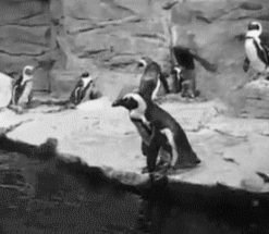 Adorable Penguin Gifs