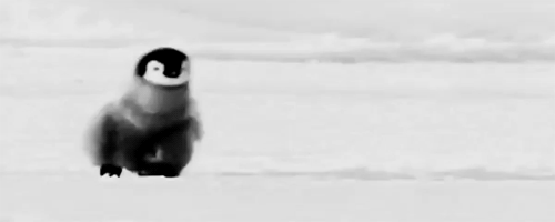 Adorable Penguin Gifs