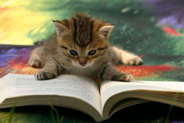 Funny Animals That Are Hungry for Knowledge