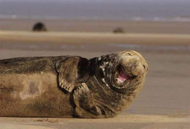 Amazing Photos of Animals Caught in the Act