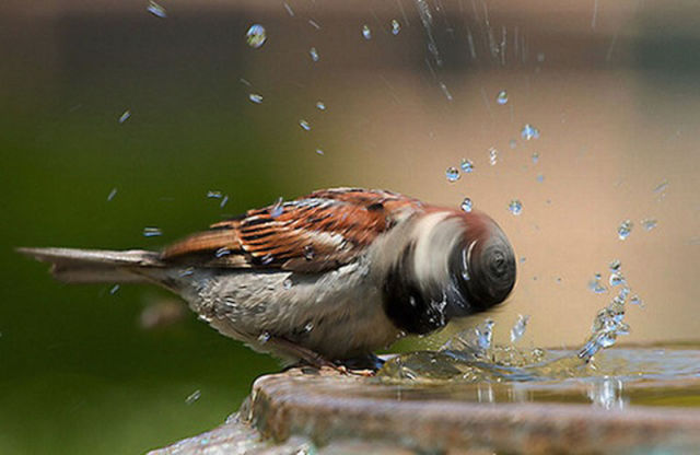 Amazing Photos of Animals Caught in the Act