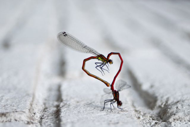 Amazing Photos of Animals Caught in the Act