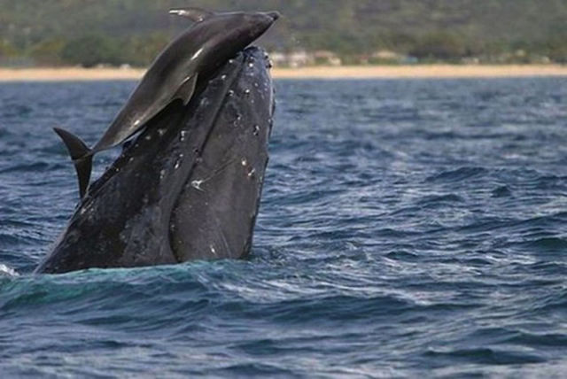 Amazing Photos of Animals Caught in the Act