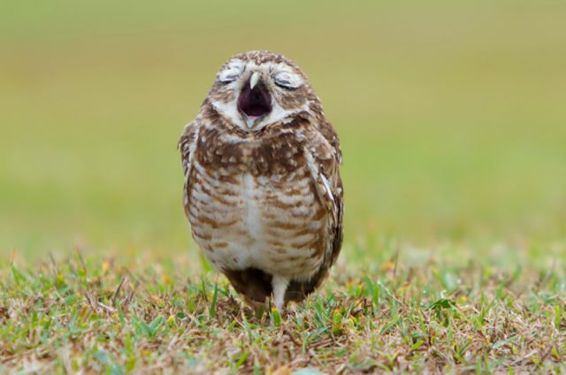 Amazing Photos of Animals Caught in the Act