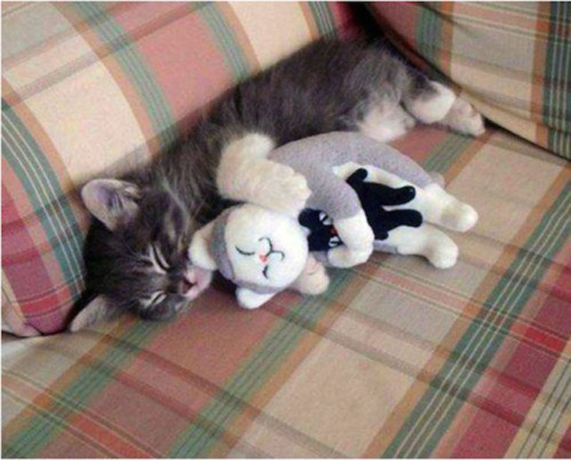 Amazing Photos of Animals Caught in the Act