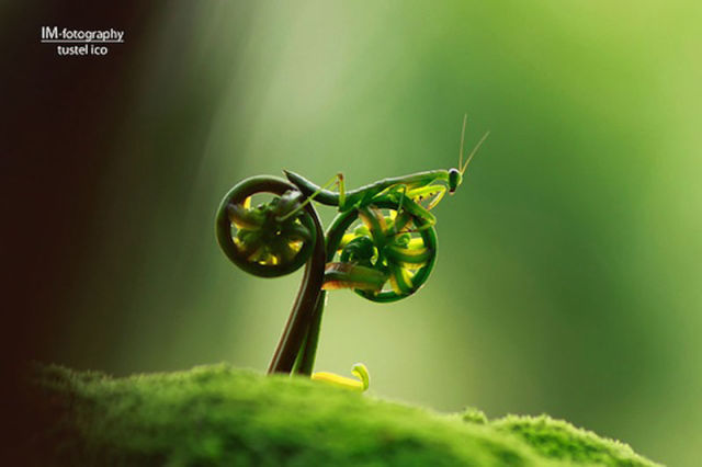 Amazing Photos of Animals Caught in the Act