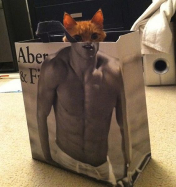 Amazing Photos of Animals Caught in the Act