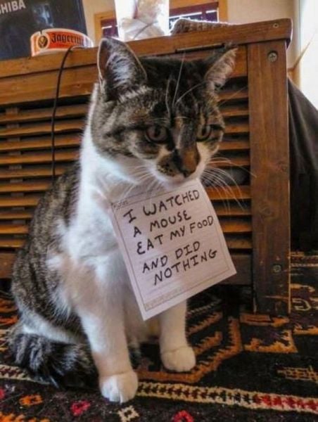 Daily Picdump [WEEKEND EDITION]