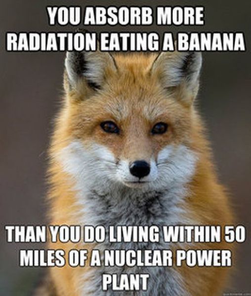 Get Your Fact Fix with This Great Fox Meme