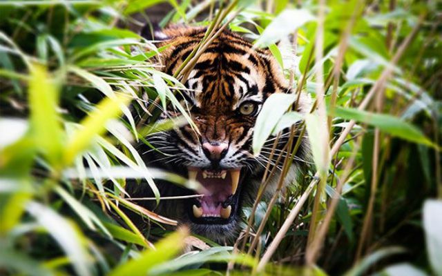 Magnificent Nature Photography