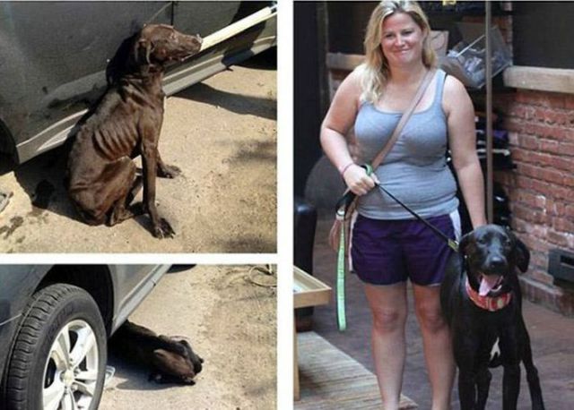 Injured Rescued Animals Before and After Adoption