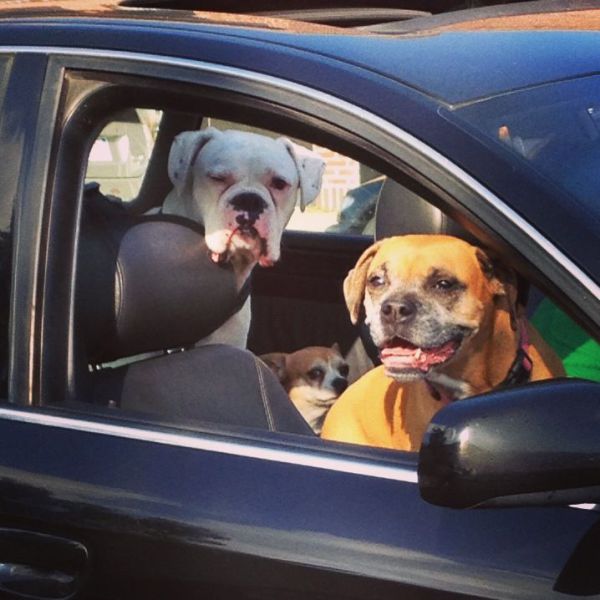 Daily Picdump