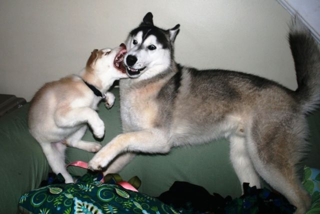 Daily Picdump
