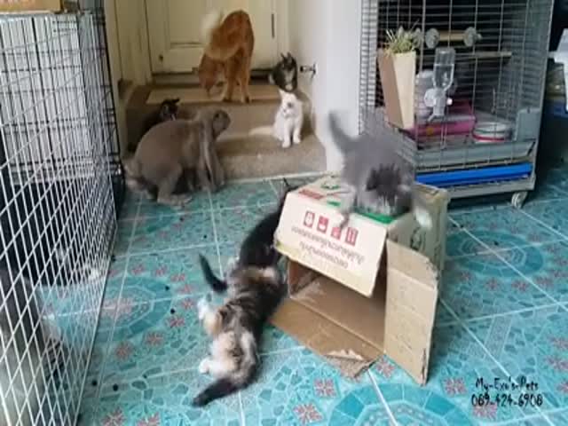 Rabbit Tries to Get Some with a Cat (VIDEO)