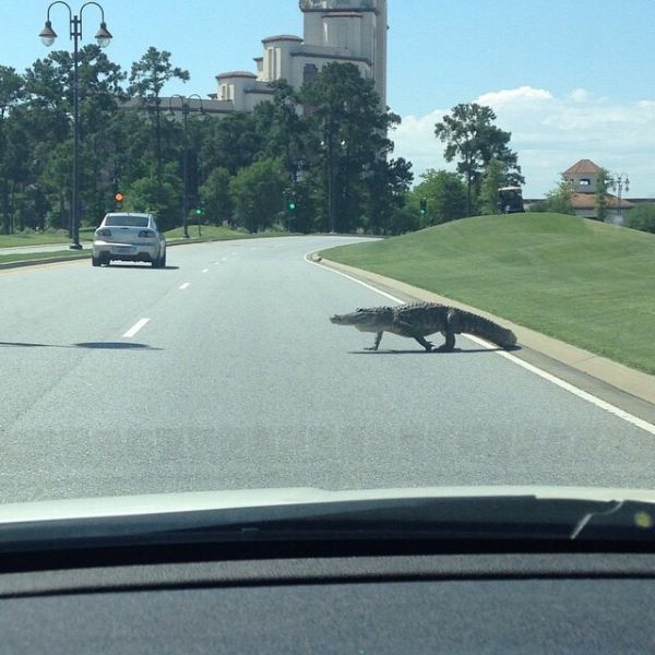 Morning Picdump