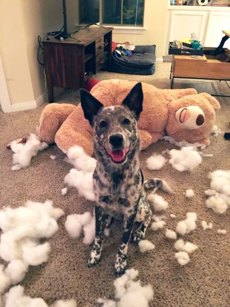 Daily Picdump
