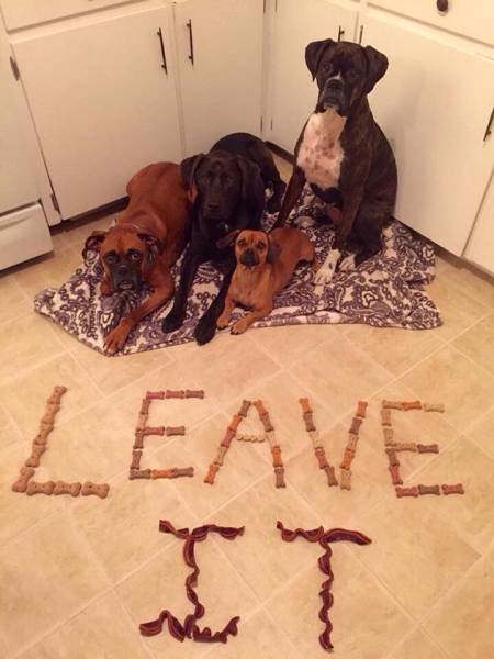 Daily Picdump