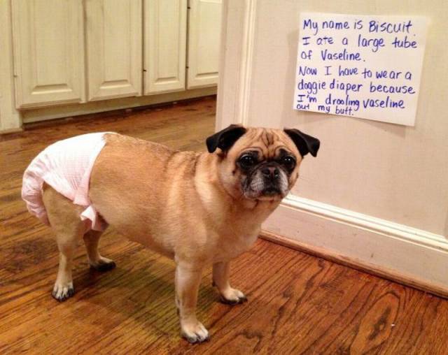 Daily Picdump
