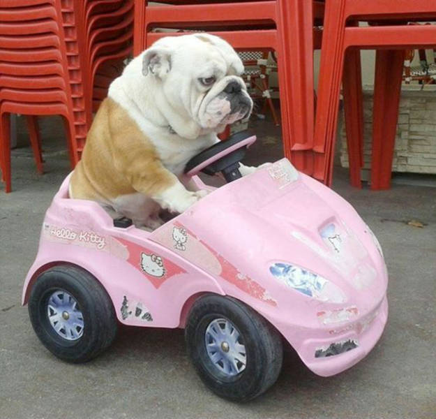 Morning Picdump