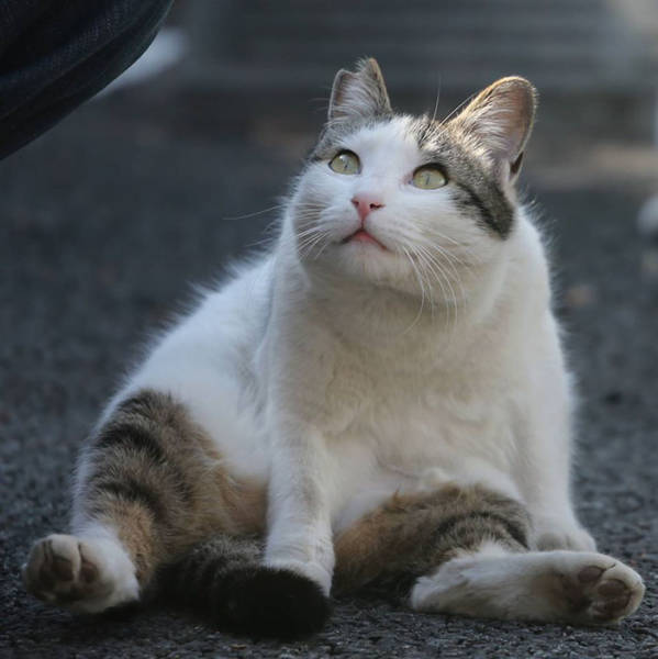 Cute Stray Cats Of Tokyo