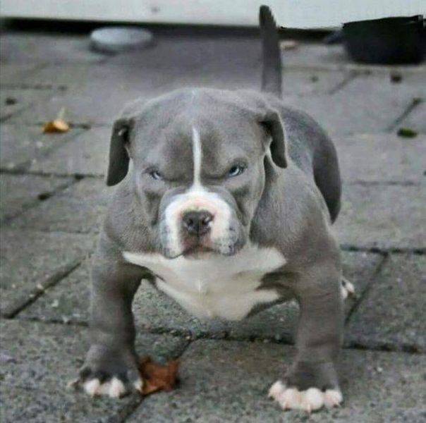 Daily Picdump