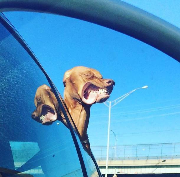 Daily Picdump