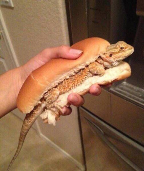 Daily Picdump