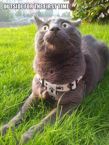 Daily Picdump