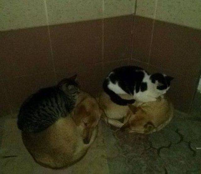 Daily Picdump