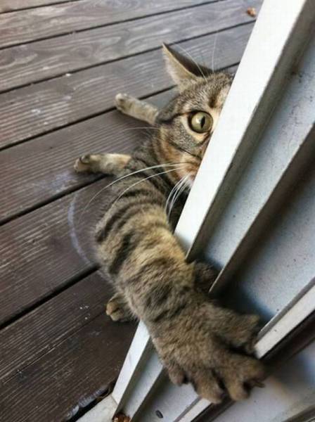 Daily Picdump