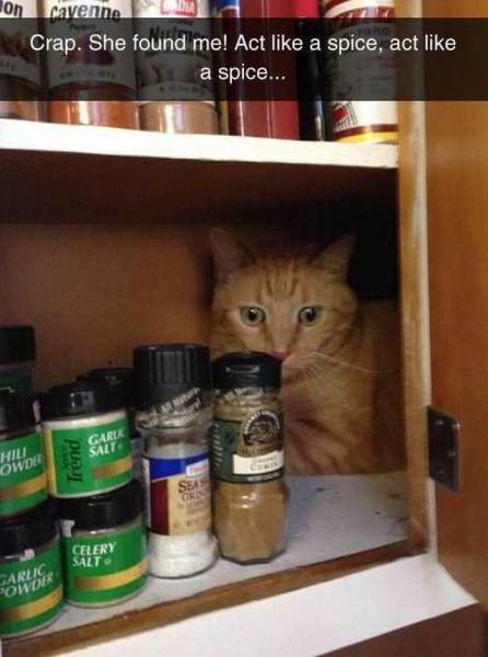 Daily Picdump