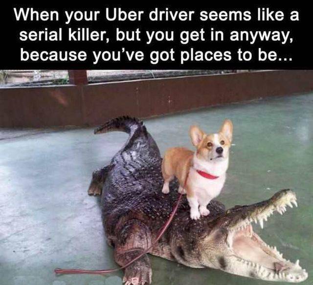 Daily Picdump